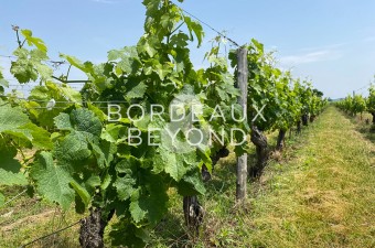 Propriété viticole de 3 hectares, 08 ares et 06 centiares située dans l'appellation Saint-Émilion.