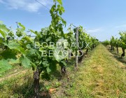 GIRONDE SAINT EMILION Vignobles à vendre